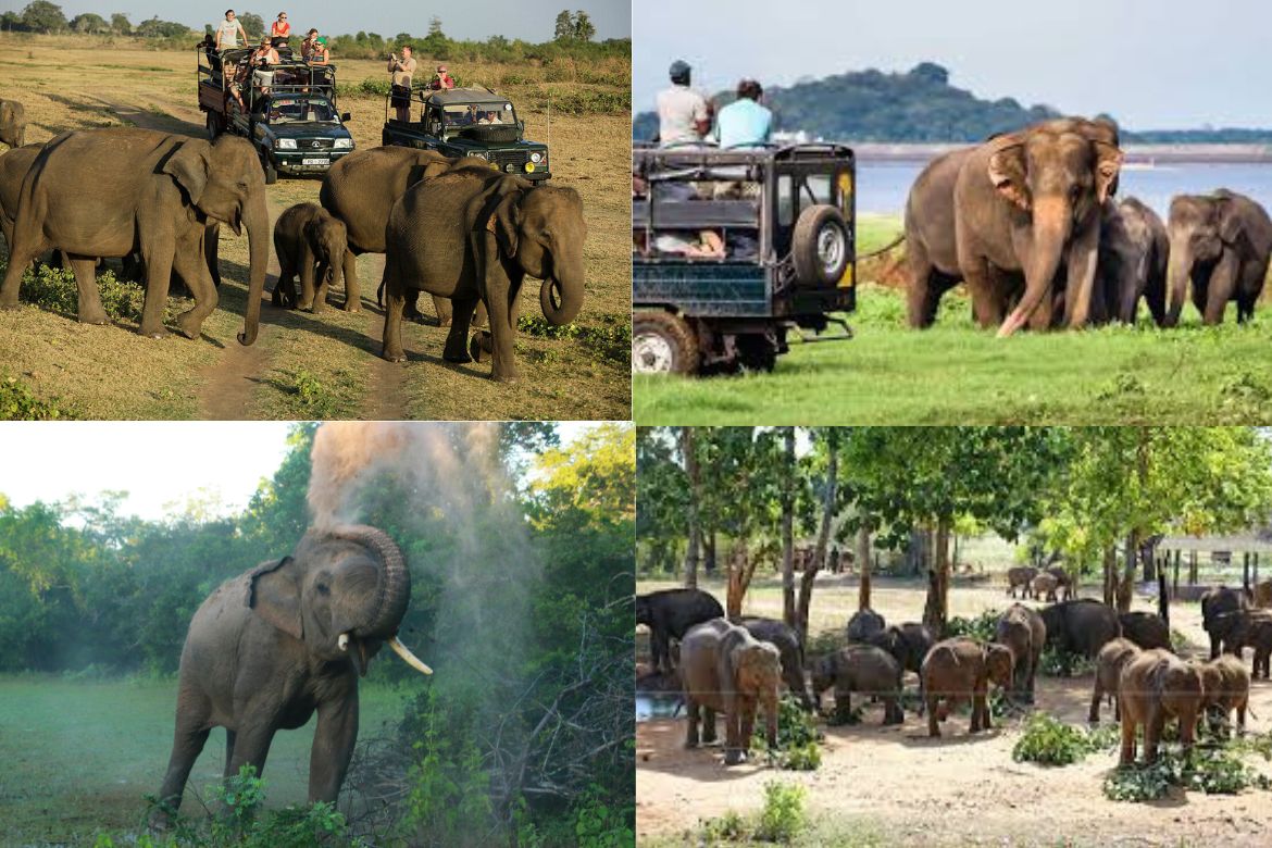 Safari