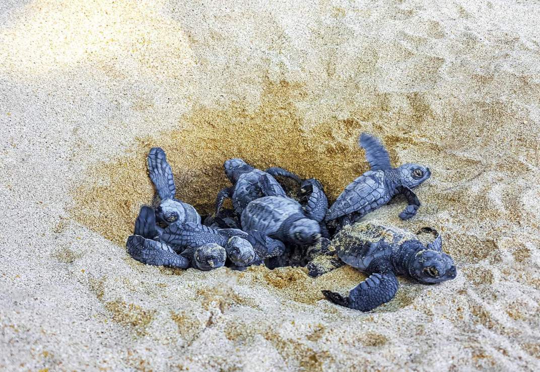 Group 1 Image 52